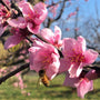 Belle of Georgia Peach Tree Blossoms with a local bee pollinating