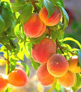 Belle of Georgia Peach Tree