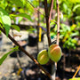 early peaches on the belle of georgia peach tree