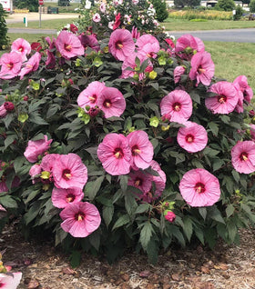 Berry Awesome Hardy Hibiscus