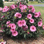 Berry Awesome Hardy Hibiscus with huge lavender-pink flowers, cherry-red eyes, and dark foliage blooming in a sunny garden