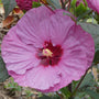 Summerific Berry Awesome Rose Mallow with dinner-plate flowers in a moist sunny border
