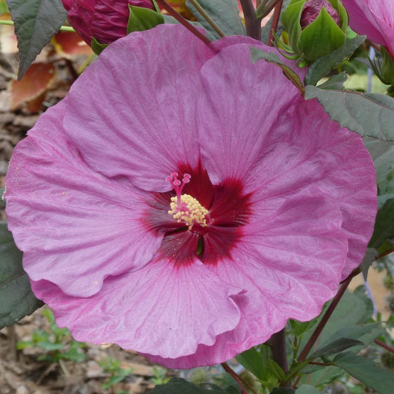 Summerific Berry Awesome Rose Mallow with dinner-plate flowers in a moist sunny border