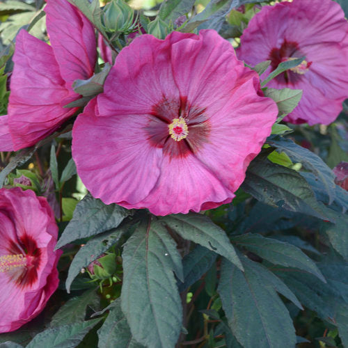 Close-up of Summerific Berry Awesome Hibiscus lavender-pink bloom with cherry-red center