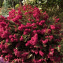 Crape Myrtle Berry Dazzle shrub with dense, pink flower clusters