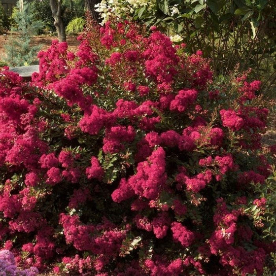 Crape Myrtle Berry Dazzle shrub with dense, pink flower clusters