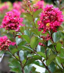 Buy Crape Myrtle Plum Magic Plants & Trees Online