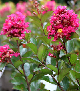 Berry Dazzle Crape Myrtle