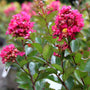 bold pink blooms on berry dazzle crape myrtle