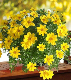 Bidens Sun kiss