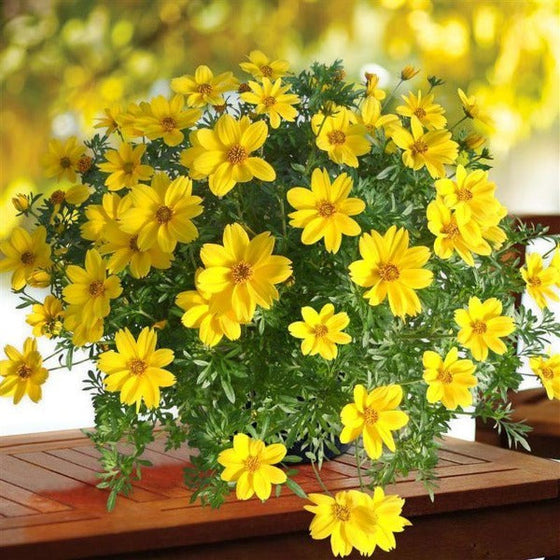 yellow flowers of bidens sun kiss cover the mounding plant