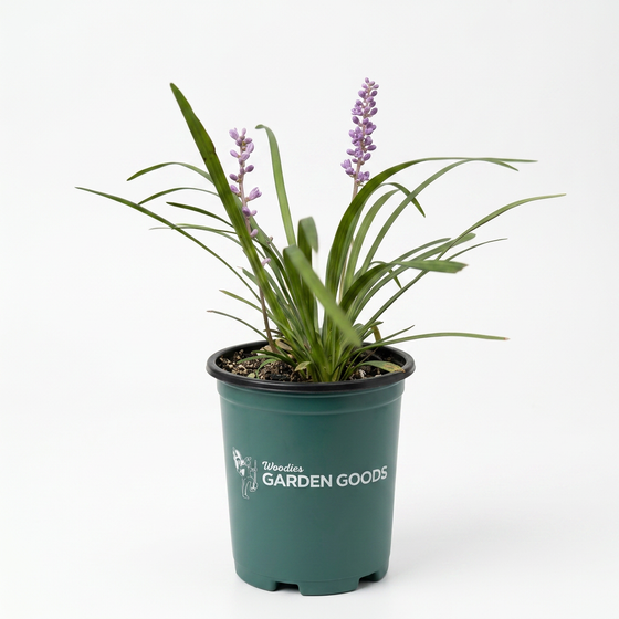 Big Blue Liriope with dark green grass-like foliage and purple flower spikes used as evergreen groundcover