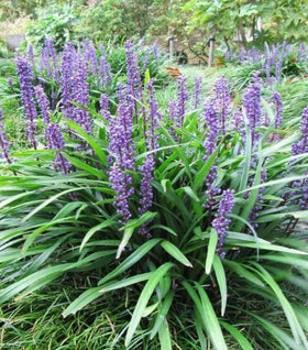 Big Blue Liriope