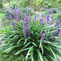 Liriope muscari ‘Big Blue’ forming dense green clumps with vibrant lavender-blue flower spikes in a garden border.