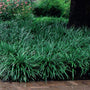 Evergreen, grass-like foliage of Big Blue Liriope forming compact clumps ideal for groundcover.