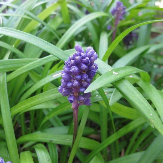 Close-up of Big Blue Liriope flower spikes showing rich purple blooms above deep green leaves.