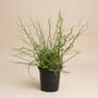 Close-up of Juncus effusus Big Twister twisted green corkscrew stems