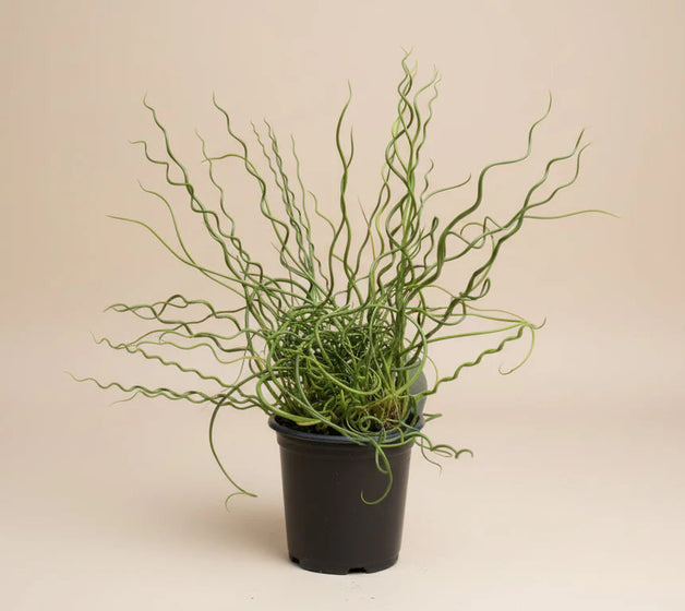 Close-up of Juncus effusus Big Twister twisted green corkscrew stems