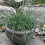 Big Twister Juncus growing in a patio container with wet-soil companion plants