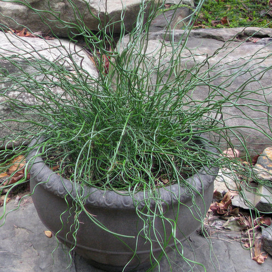 Big Twister Juncus growing in a patio container with wet-soil companion plants