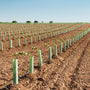 mass of trees planted and protected by bio tree spirals