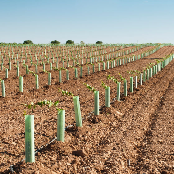mass of trees planted and protected by bio tree spirals