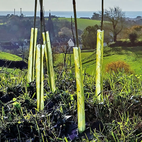 mass of trees planted and protected by bio tree spirals