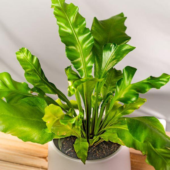 top view of birds nest fern with wrinkled leaves