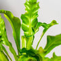 close view of the glossy green wrinkled leaves of the birds nest fern