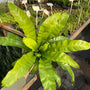 large mature birds nest fern plant