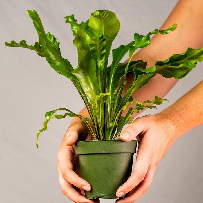 bird's nest philodendron Buy Birds Nest Fern Plants Online