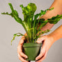 Bird's Nest Fern Houseplant