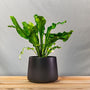 Small Bird's Nest Fern Houseplant in matte black pot