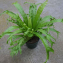 Crested Japanese Birdsnest Fern Leslie Plant in a green nursery pot