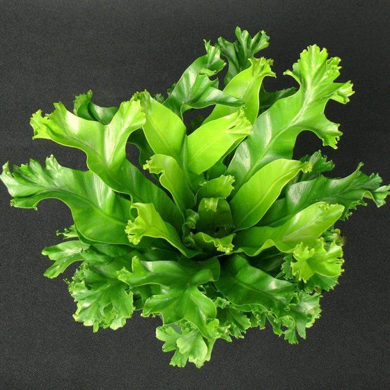 Crested Japanese Birdsnest Fern Leslie house plant view from above