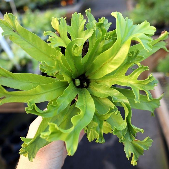 crested birds nest fern Birds Nest Fern 'Leslie'