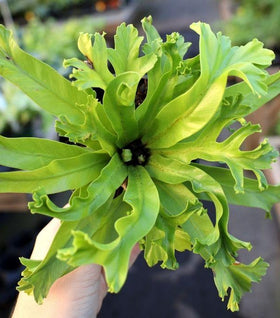 Birds Nest Fern 'Leslie'