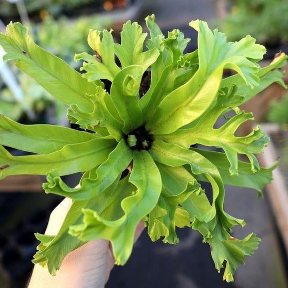 Close up of Japanese Birdsnest Fern Leslie Plant's wavy green leaves