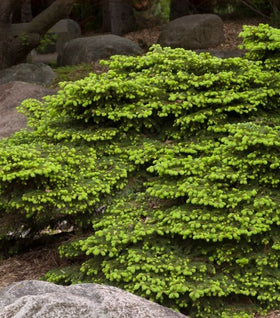 Birds Nest Spruce