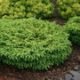Birds Nest Spruce Shrubs stay short and can be planted in front of taller shrubs