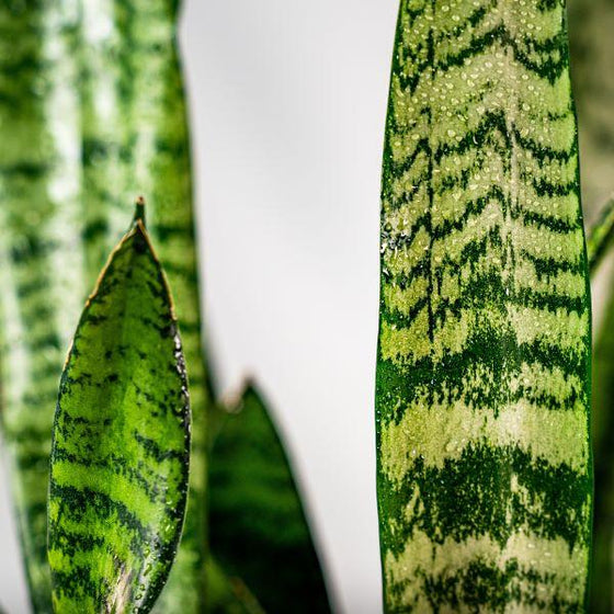 detailed view of Black Coral Snake Plant
