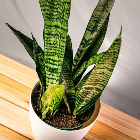 a small black coral snake plant with long green shiny leaves