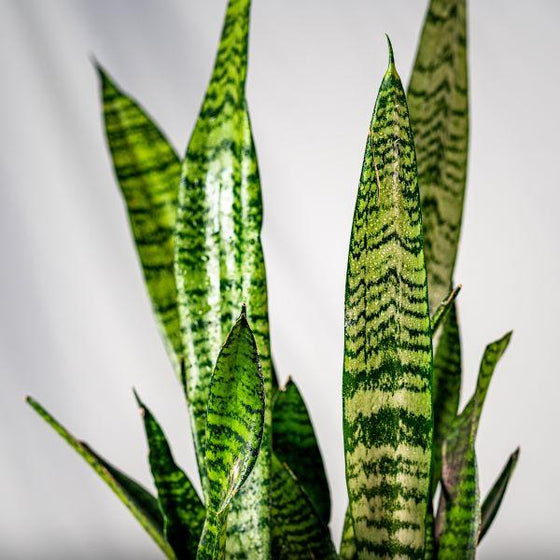 a close up on the light and dark green zig zags on the black coral snake plant leaf