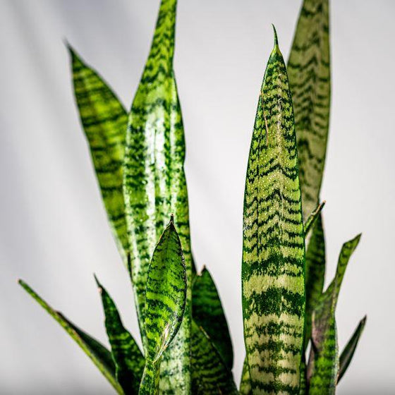 Black Coral Snake Plants for Sale | Free Shipping Over $129