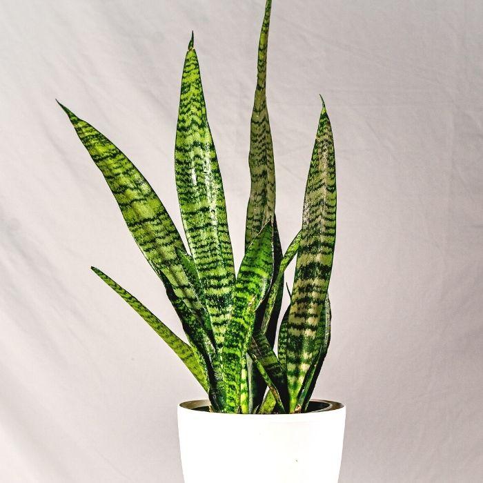 where to buy snake plants 6'' Snake Plant Black Coral