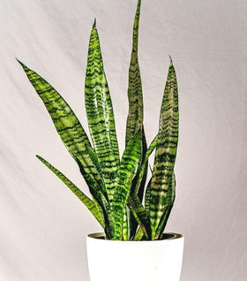 Black Coral Snake Plant