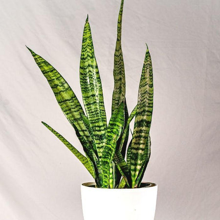 gardenersdream 1 x sansevieria black coral snake plant 6'' Snake Plant Black Coral