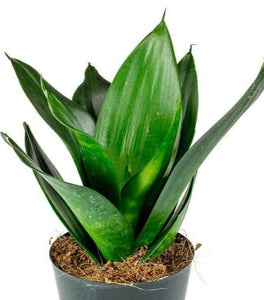 Black Dragon Snake Plant