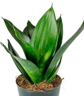 Black Dragon Snake Plant