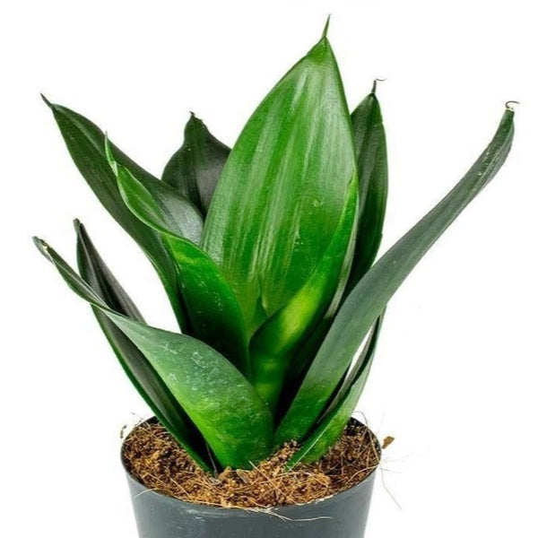dark sansevieria Black Dragon Snake Plants for Sale